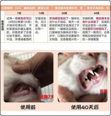 怎么检查猫咪牙龈（怎样看猫牙龈有没有问题）
