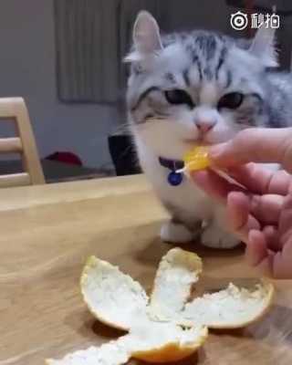 猫咪吃了柑橘怎么办（猫吃橘子会中毒吗）