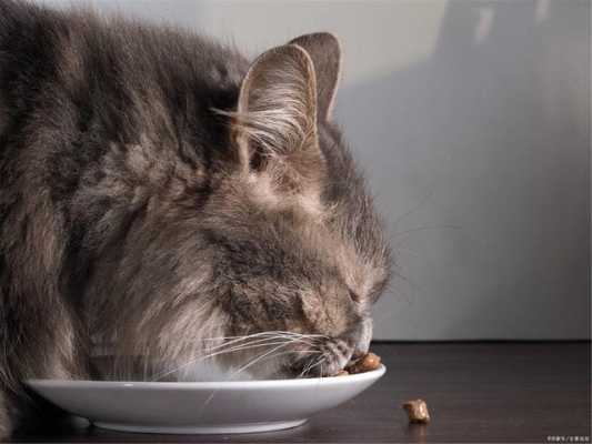 小猫吃太多淀粉怎么办（猫咪吃淀粉长胖）