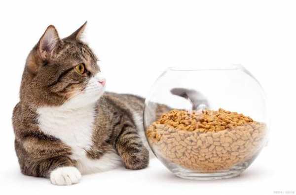 小猫吃太多淀粉怎么办（猫咪吃淀粉长胖）