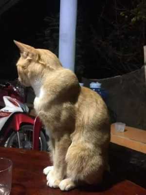 猫咪怎么练出肌肉（怎么给猫练肌肉）