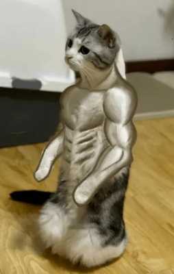 猫咪怎么练出肌肉（怎么给猫练肌肉）