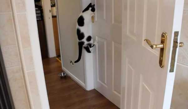 猫咪是怎么开门的（猫咪会开门 大门怎么锁起来）
